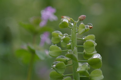 ムスカリの種
