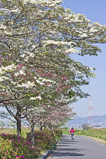 想い出のハナミズキ