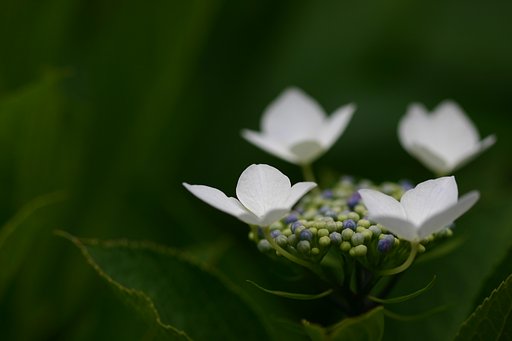 咲き始めのアジサイ