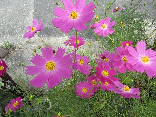 今が盛りの　秋桜かな　お楽しみ