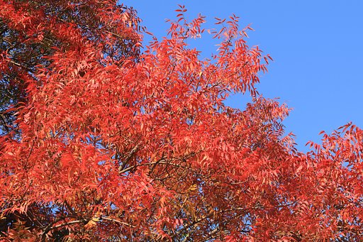 カイノキの紅葉