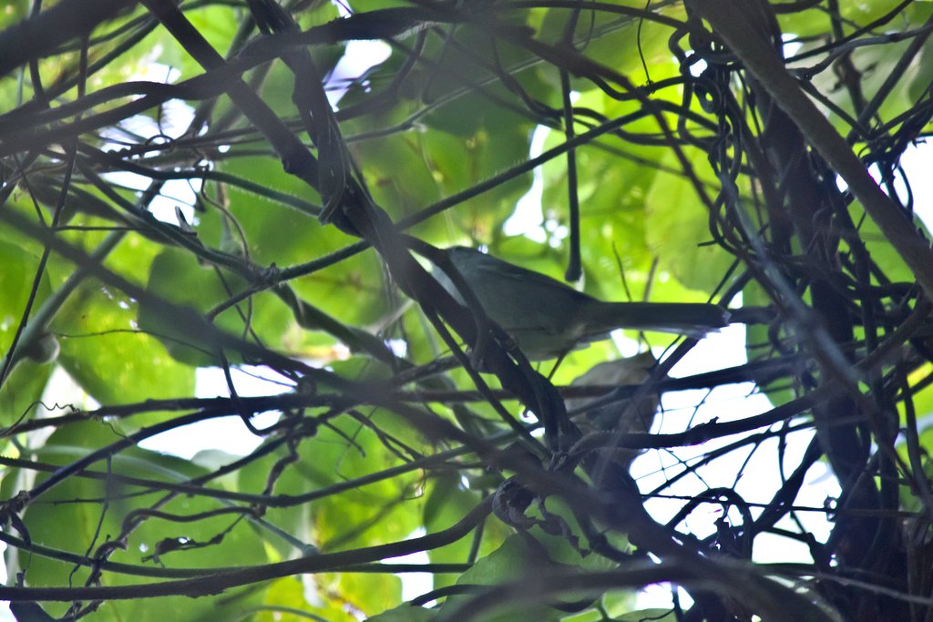 ぎっギッギッ（地鳴き）に誘われ