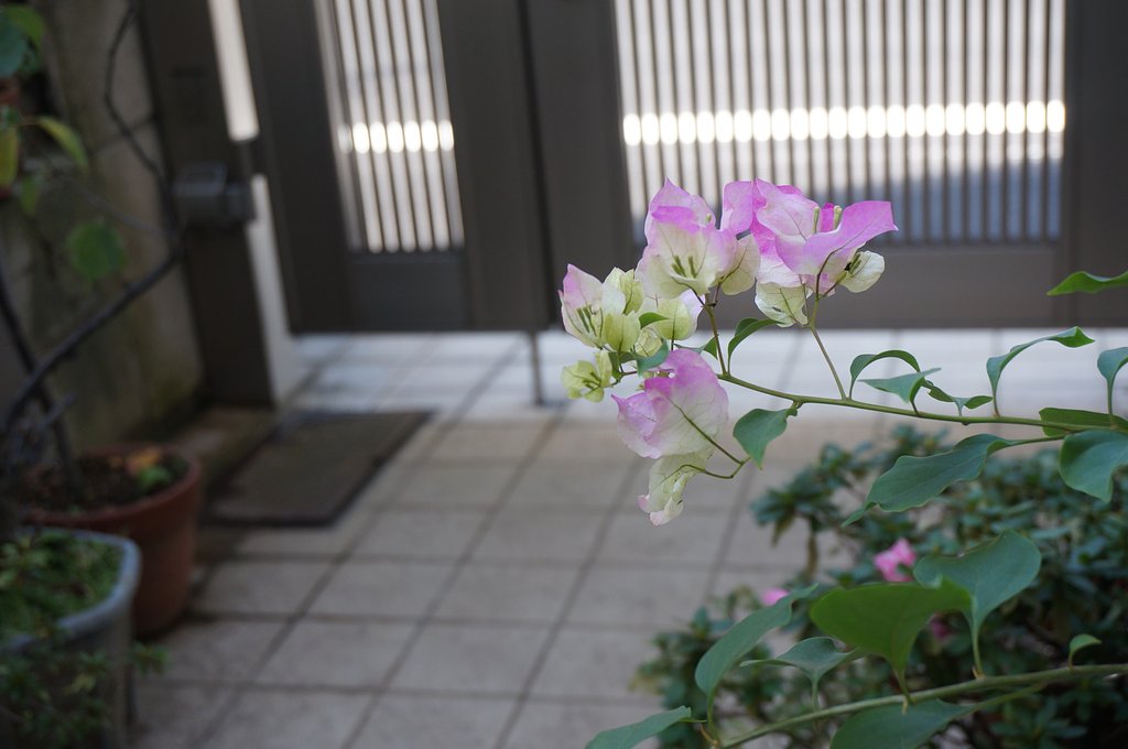 花？？