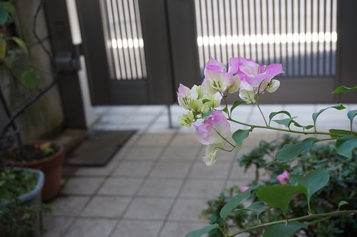 花？？