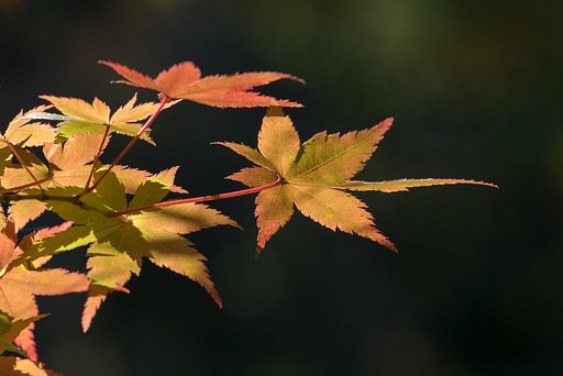 EF70-200mm F4 L IS