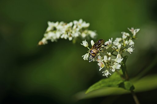 ソバ花とアブ