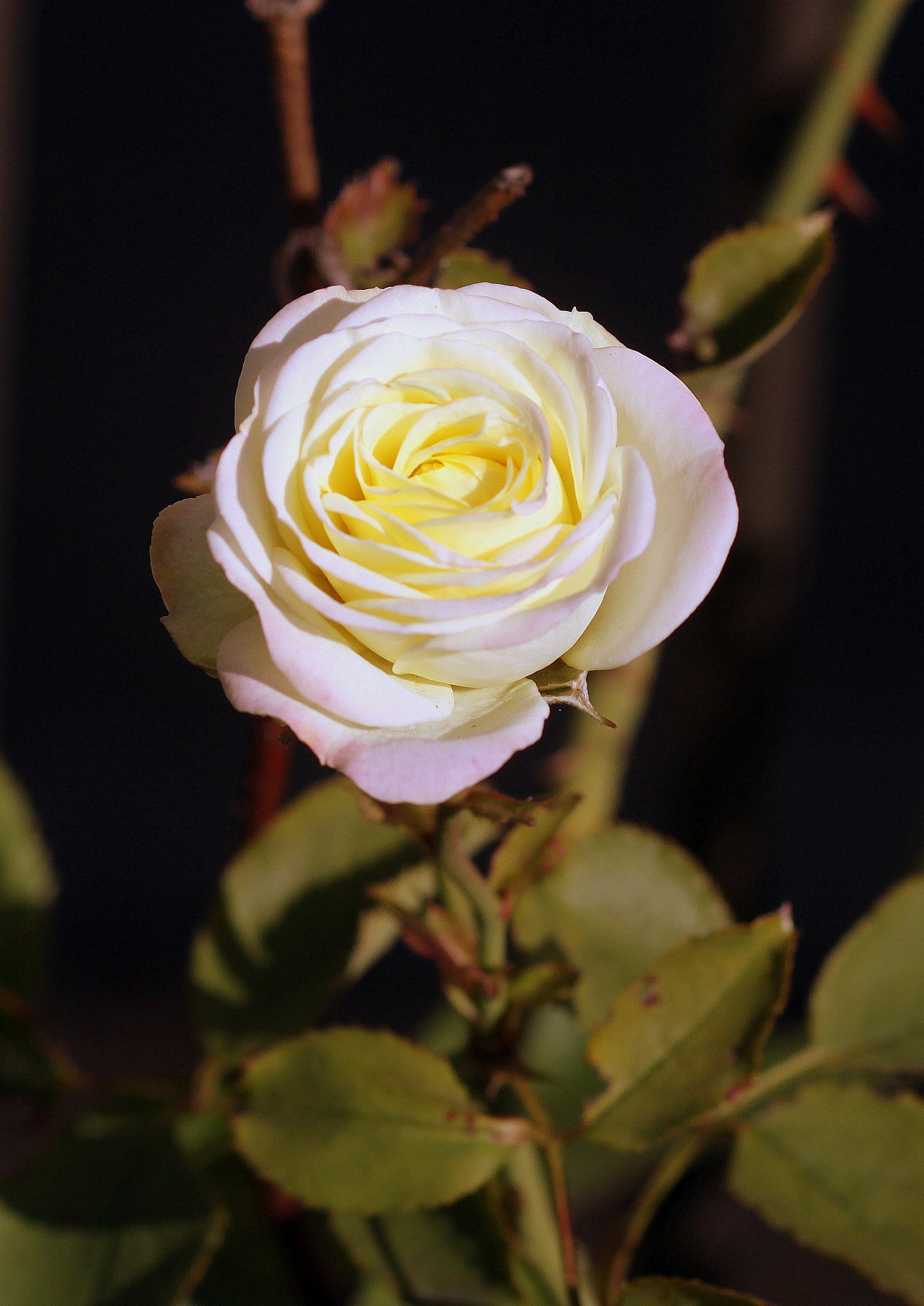 薔薇
