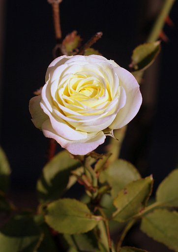 薔薇