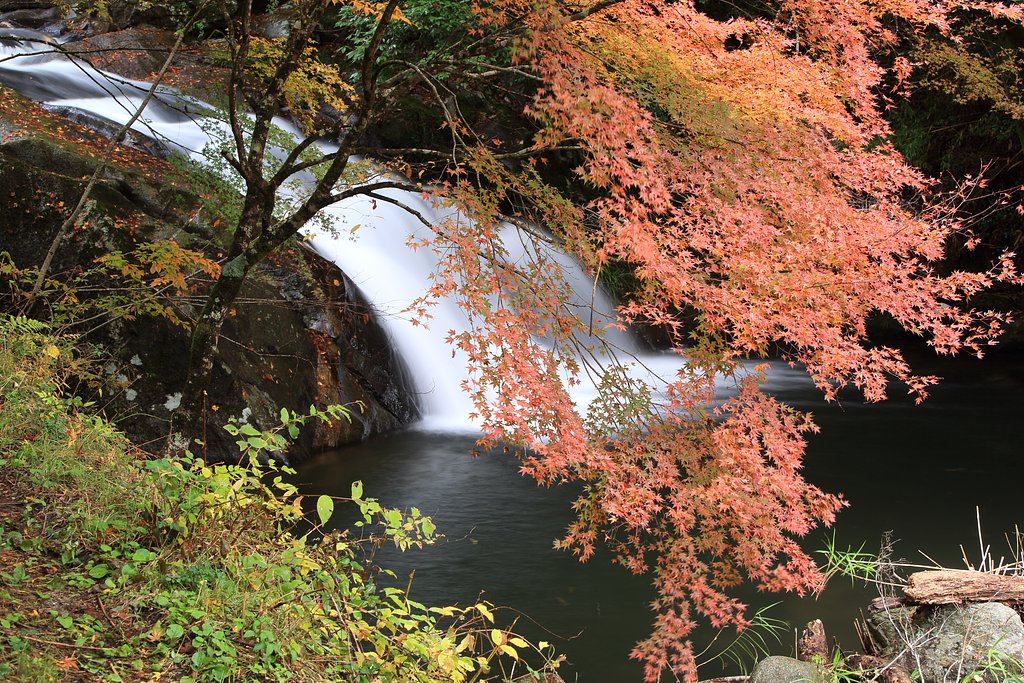 今日は紅葉撮り Ⅱ