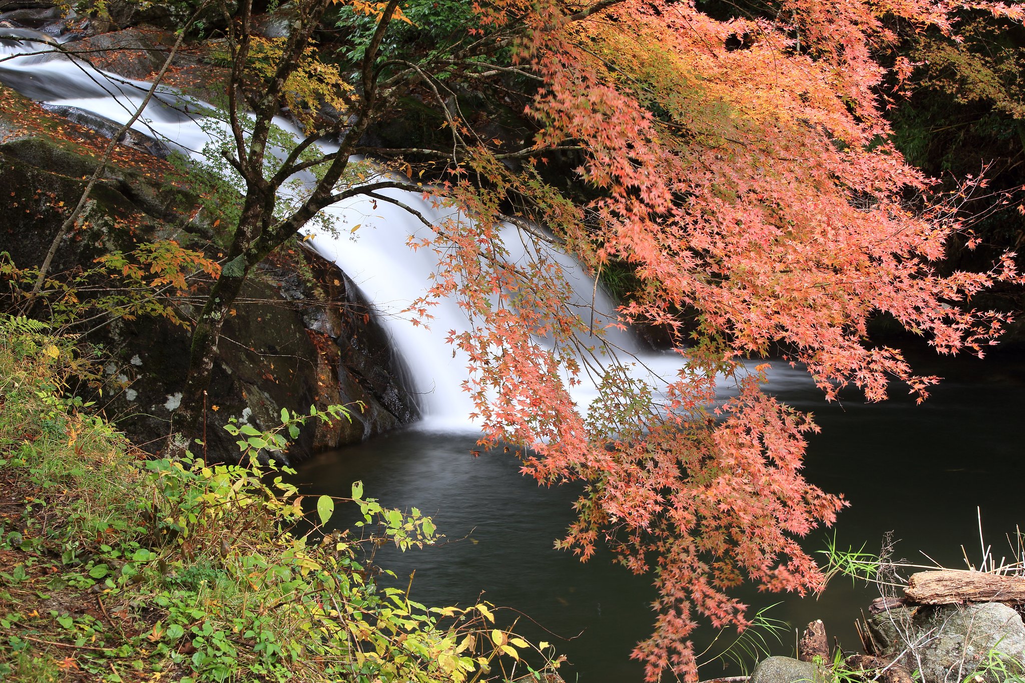 今日は紅葉撮り Ⅱ