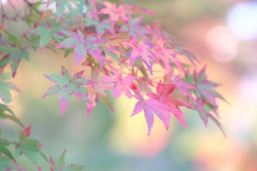 秋