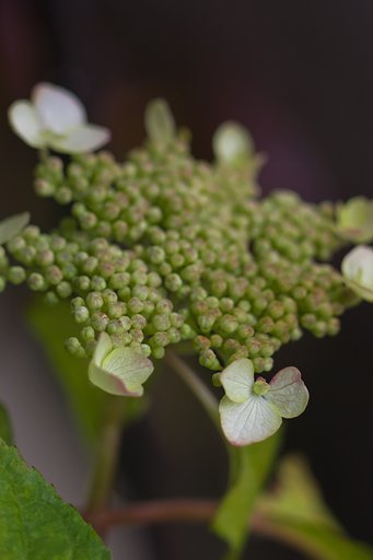 甘茶。