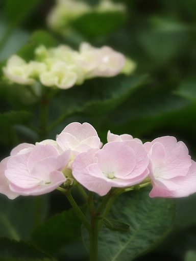 紫陽花