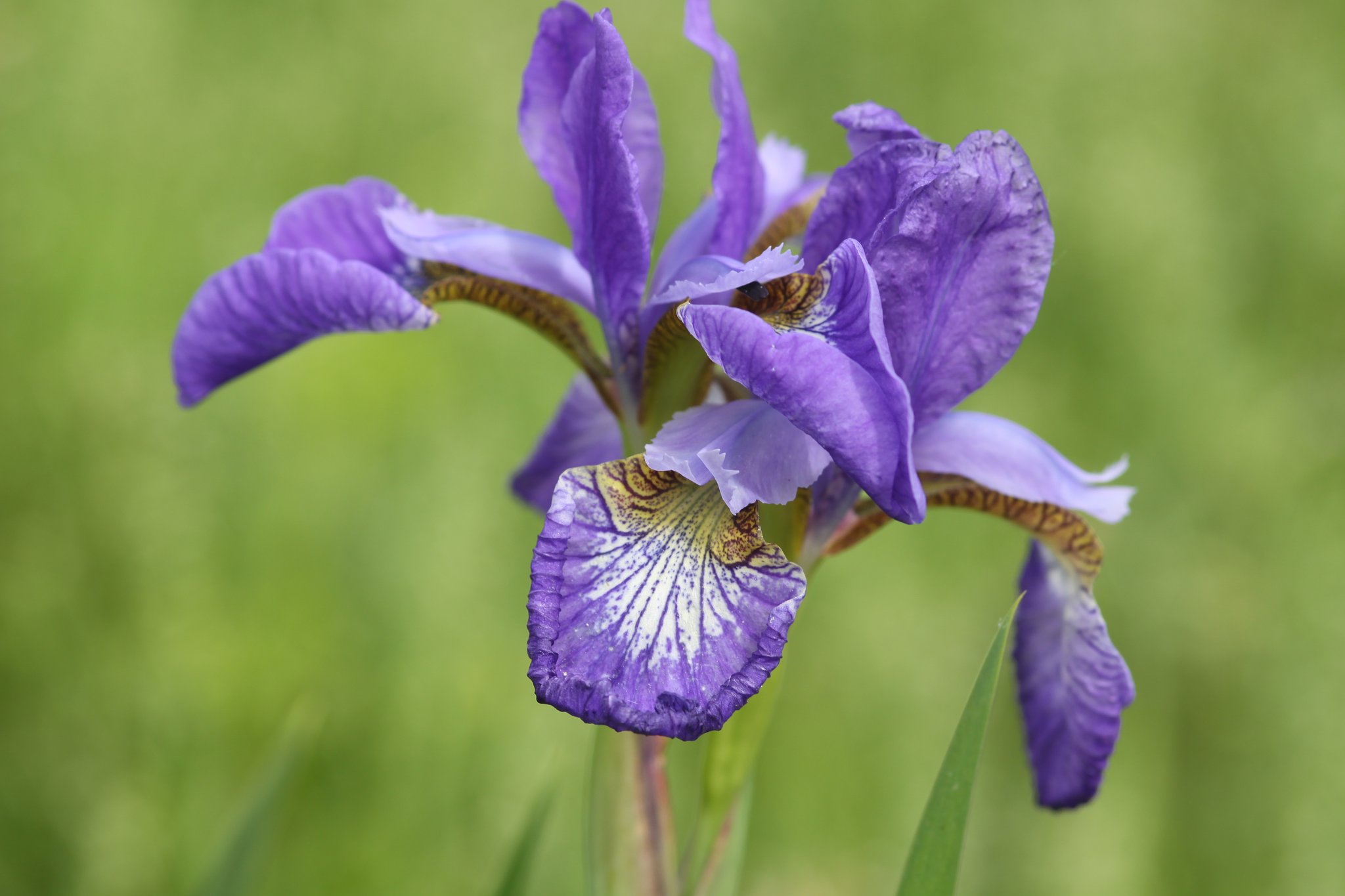 【Purple】アヤメ系の花シャガかな？
