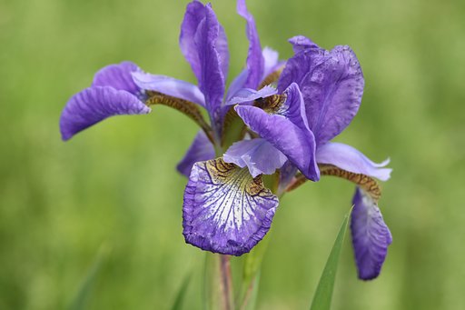 【Purple】アヤメ系の花シャガかな？