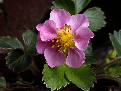 桃花苺