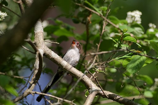 エナガ幼鳥