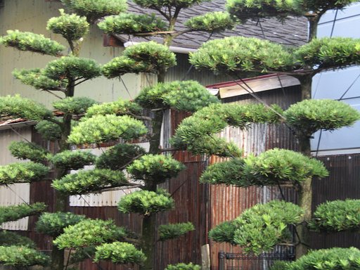 庭師の腕の見せ所