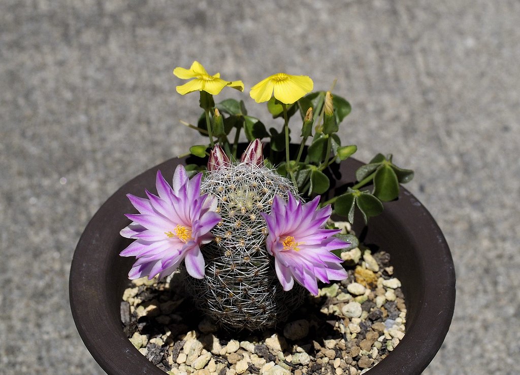サボテンの花