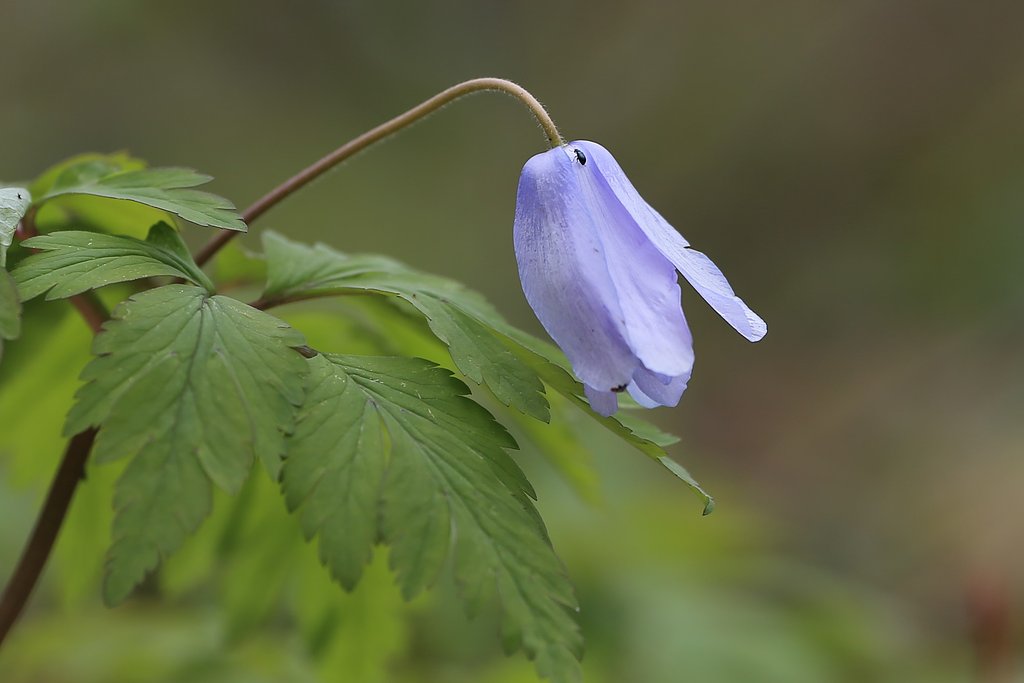 【Purple】薄紫の世界