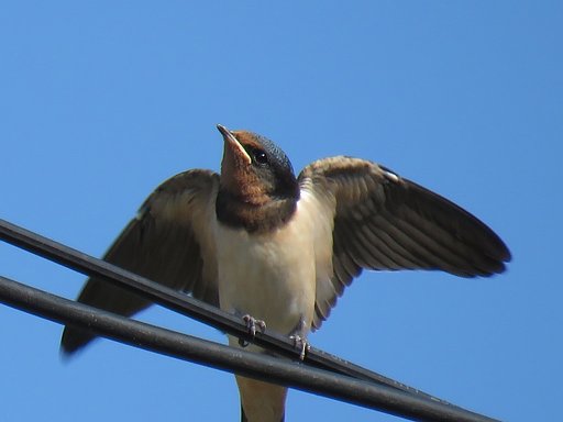 燕
