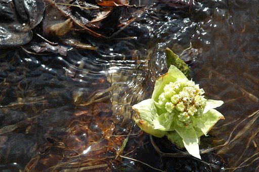 蕗の薹