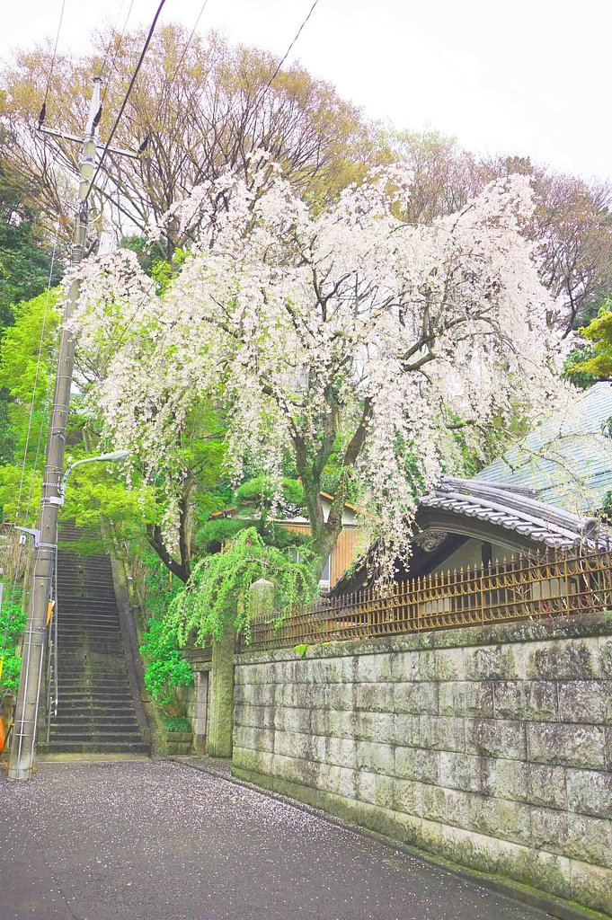 枝垂れ桜