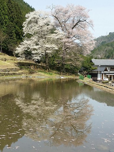 【縦画像】満開❤