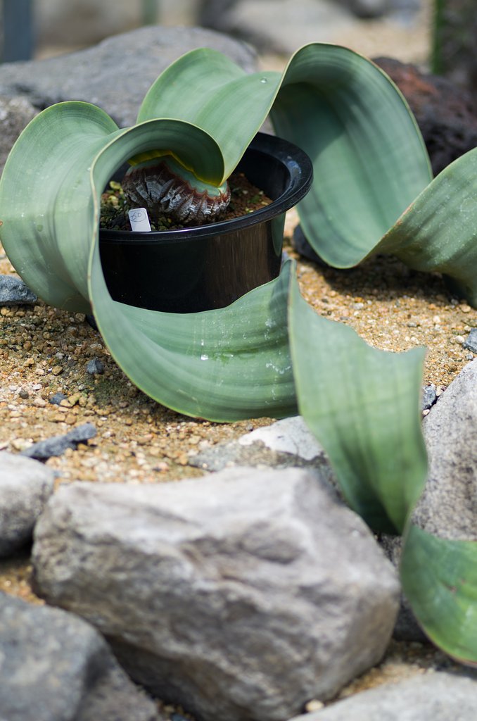 奇想天外