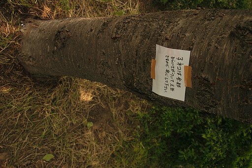 【光】六月の伝言・・・ママへ