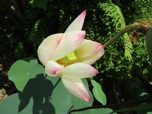 蓮の花は桃色吐息