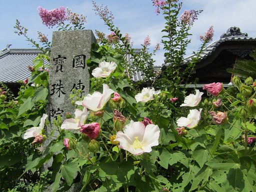 木蓮の白い花が咲き乱れています