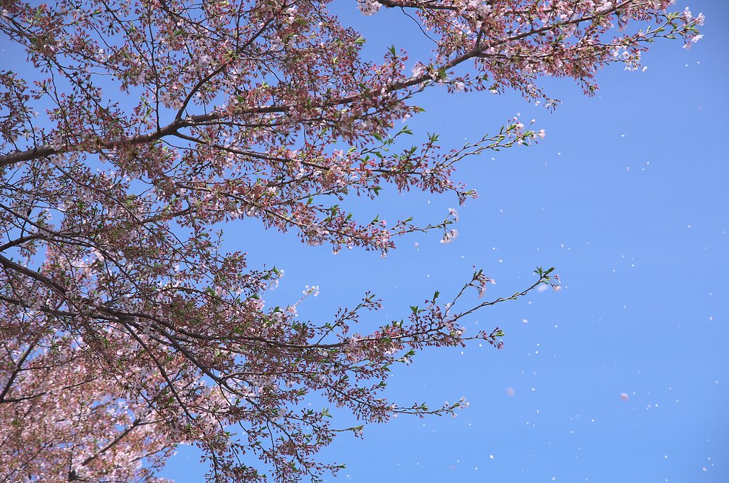 桜が散る頃１