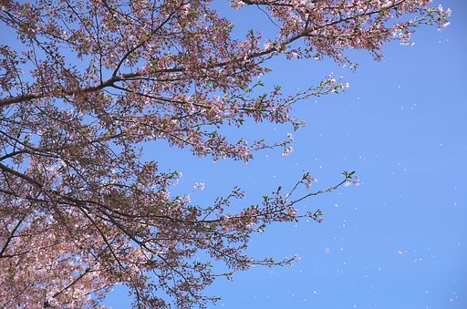 桜が散る頃１