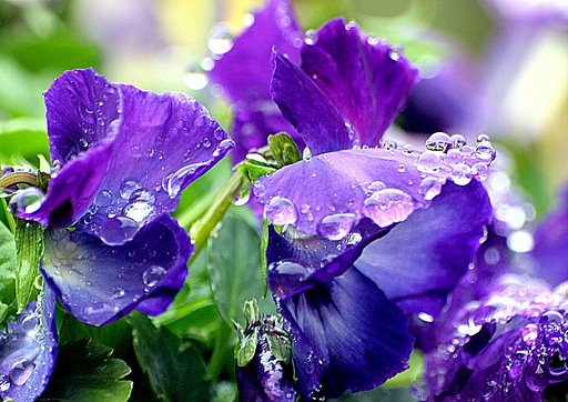 【Purple】ビオラに接写