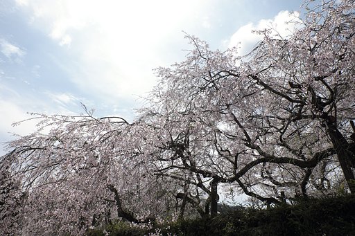 しだれ桜