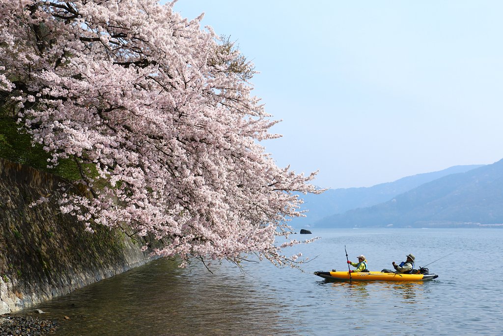 海津大崎の桜