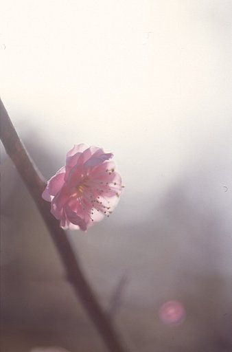 今年の梅