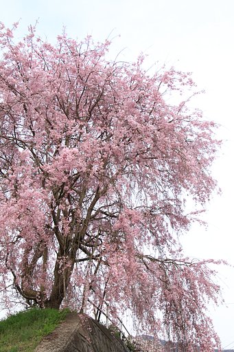 【縦画像】（おそらく由緒のある）一本桜