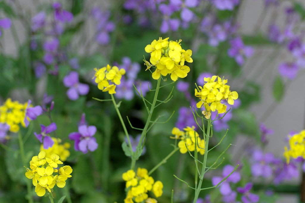 土産物屋の花壇