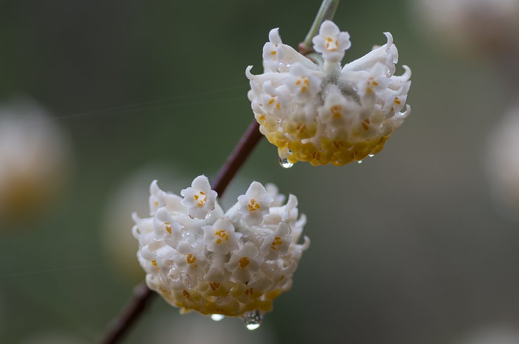雨上がりに・・