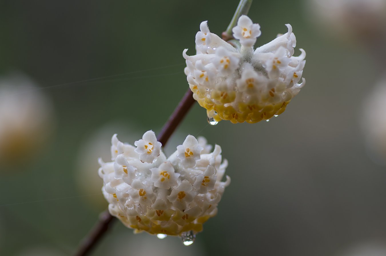 雨上がりに・・