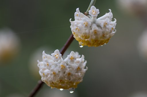雨上がりに・・