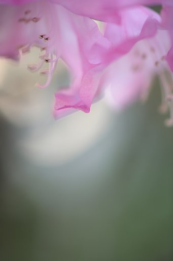 うたた寝