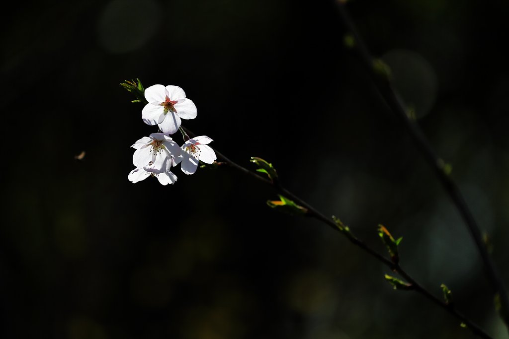 桜光