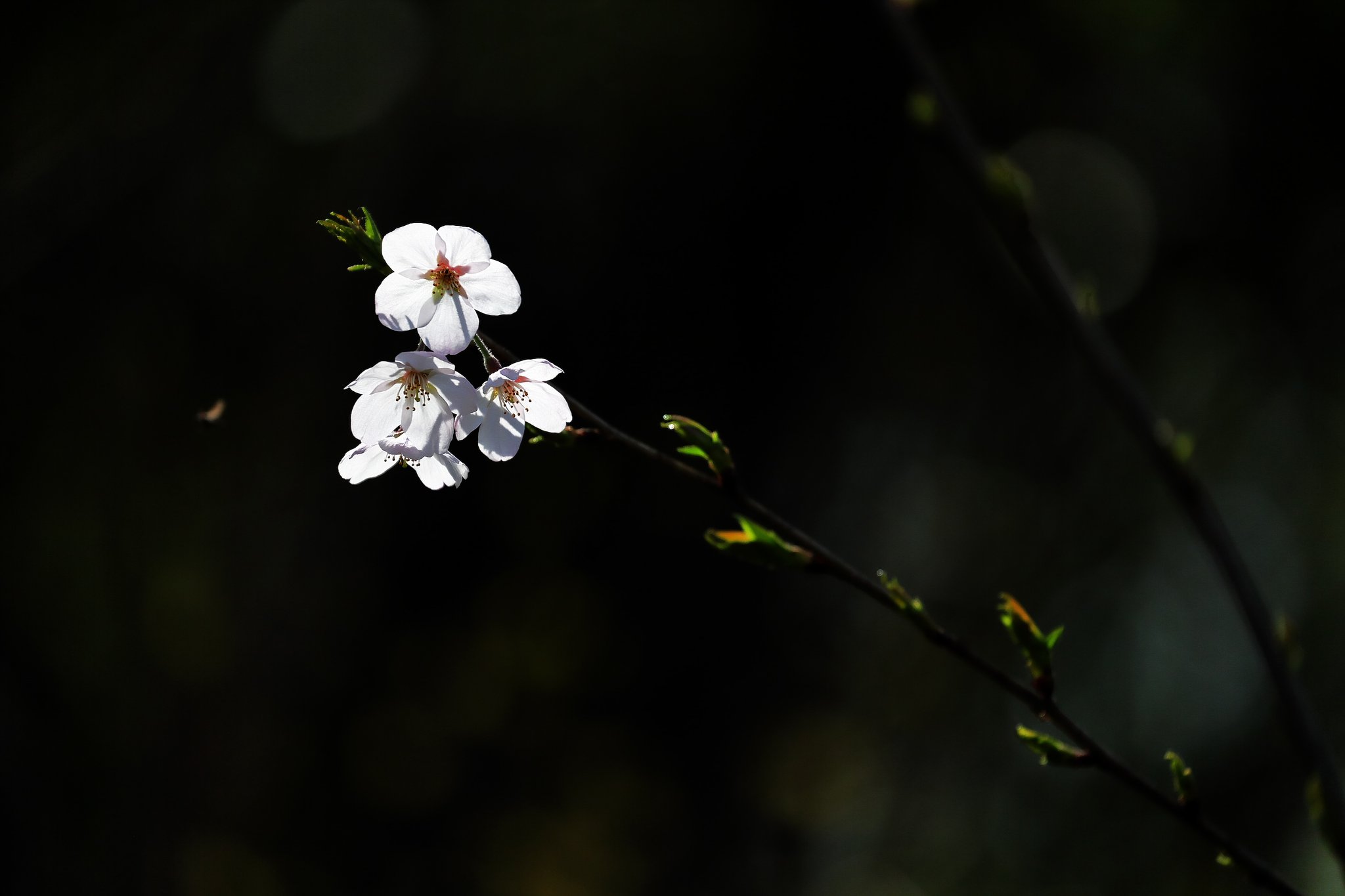 桜光