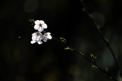 桜光