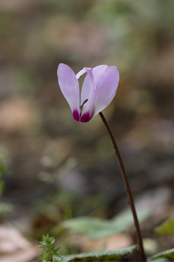 EF100mm F2.8 L MACRO