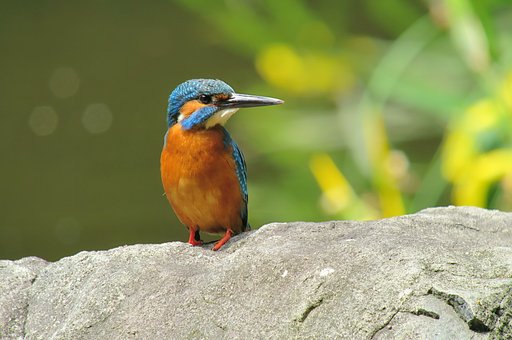 黄菖蒲カワセミ