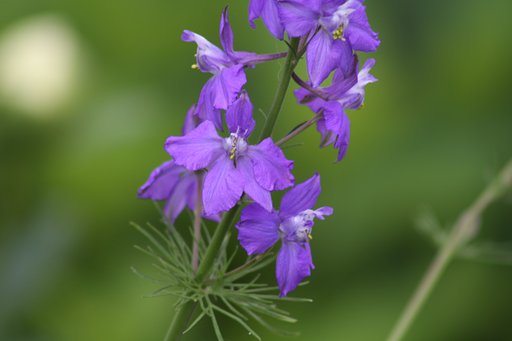 【Purple】花の名前が判りません？